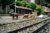 Almabtrieb in Bergn